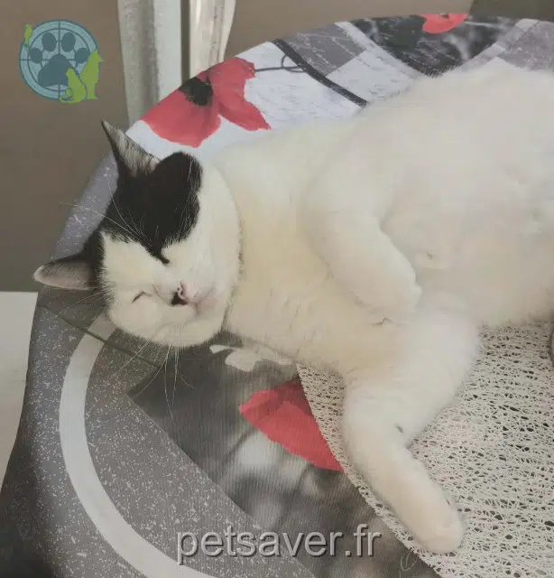 Katze lost 69160 Tassin-la-Demi-Lune Nina