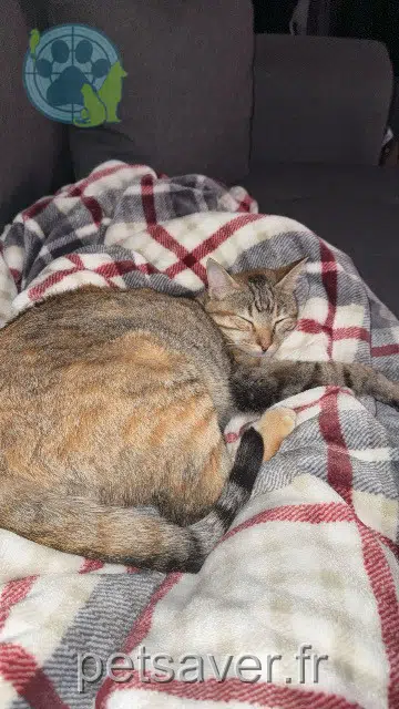 chatte lost   69140 Rillieux-la-Pape Ninousha