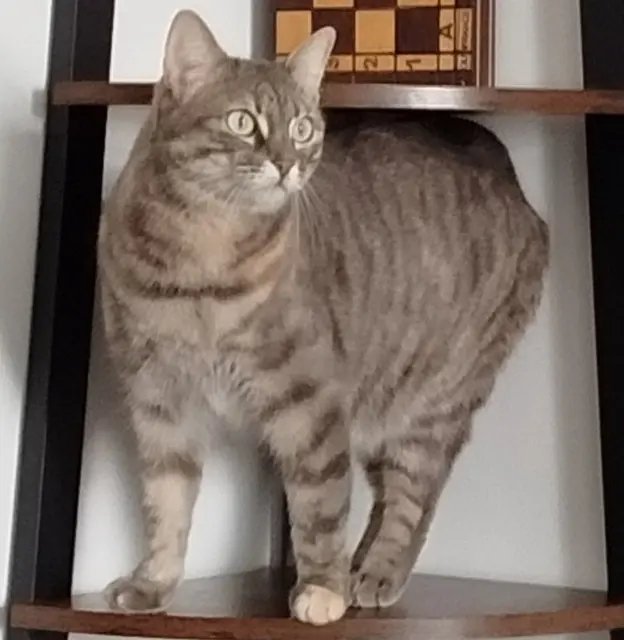 chatte lost   69660 Collonges-au-Mont-d'Or Nori
