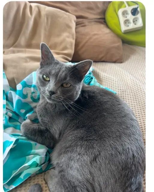 chatte lost   69680 Chassieu Nouhcka