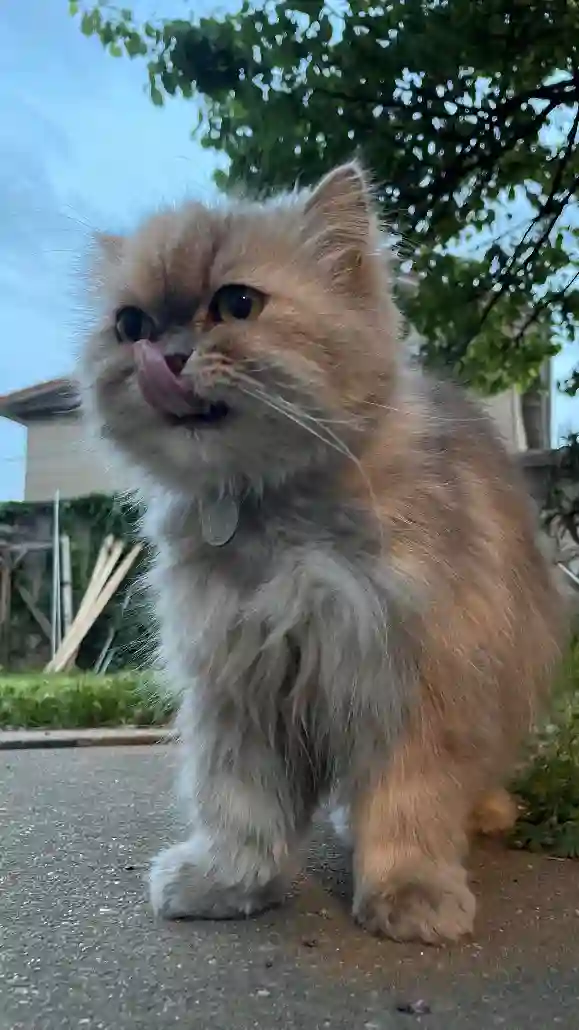Chatte Perdue 69M Métropole de Lyon - Nylah Chatte Perdue 69M Métropole de Lyon - Nylah