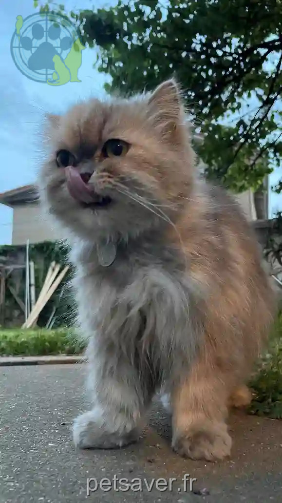Chatte Perdue 69M Métropole de Lyon - Nylah Chatte Perdue 69M Métropole de Lyon - Nylah