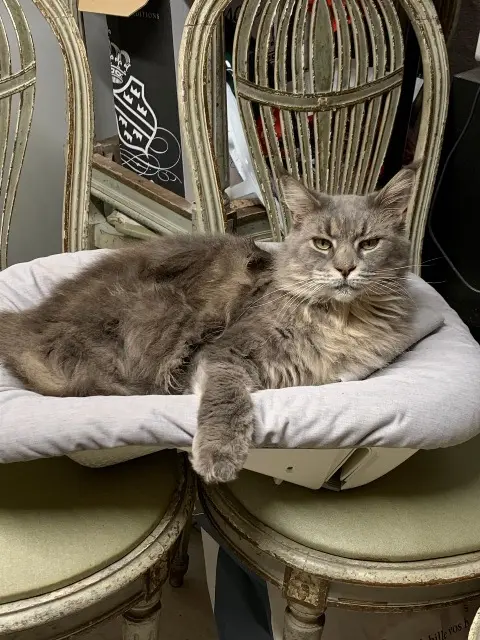 chatte lost   69140 Rillieux-la-Pape Omega