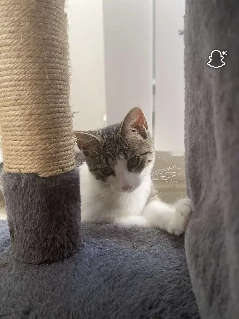 chatte lost    Oullins-Pierre-Bénite Saïka