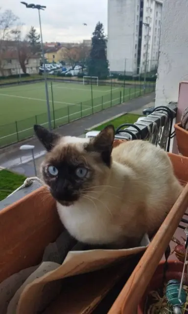 chatte lost    Oullins-Pierre-Bénite Zaya