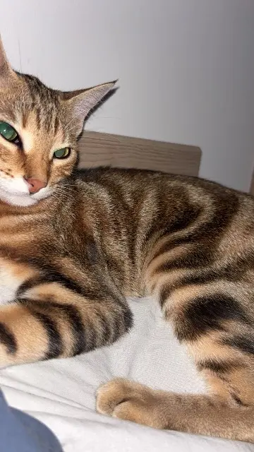 chatte lost    Oullins-Pierre-Bénite Zizou