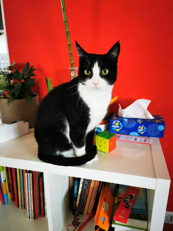 Chatte Perdue 69M Métropole de Lyon Oullins-Pierre-Bénite - Audi Chatte Perdue 69M Métropole de Lyon Oullins-Pierre-Bénite - Audi