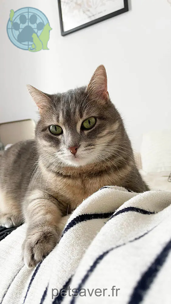 Chatte Perdue 69M Métropole de Lyon Oullins-Pierre-Bénite - Eden Chatte Perdue 69M Métropole de Lyon Oullins-Pierre-Bénite - Eden
