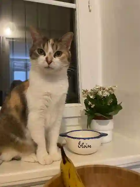 Chatte Perdue 69M Métropole de Lyon Oullins-Pierre-Bénite - Nina Chatte Perdue 69M Métropole de Lyon Oullins-Pierre-Bénite - Nina