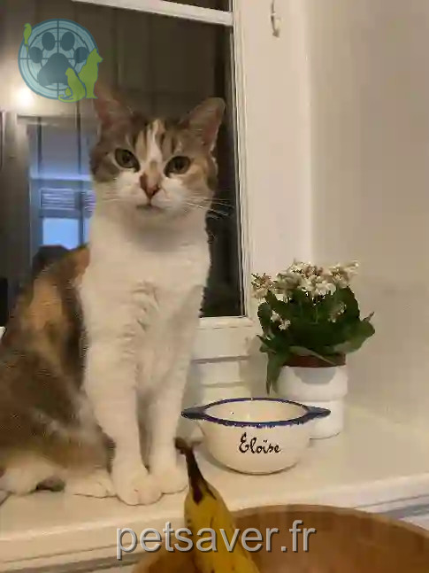 Chatte Perdue 69M Métropole de Lyon Oullins-Pierre-Bénite - Nina Chatte Perdue 69M Métropole de Lyon Oullins-Pierre-Bénite - Nina