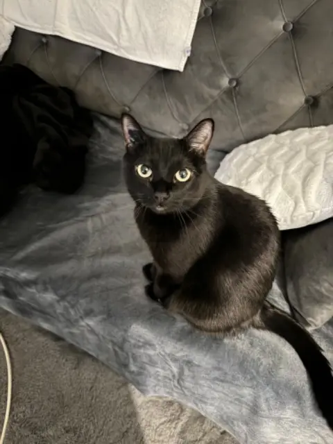 chatte lost   69200 Vénissieux Panthère
