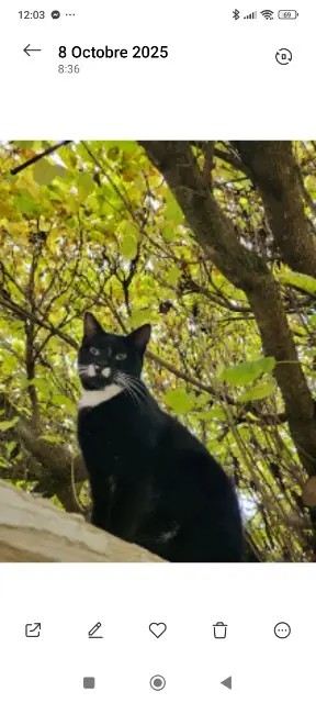 chatte lost   69680 Chassieu Pepper