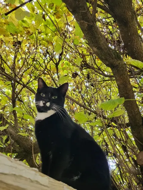 chatte lost   69680 Chassieu Pepper