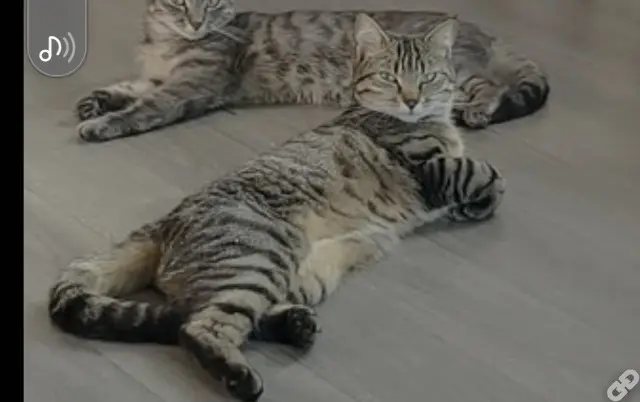 chatte lost   69700 Givors Poupou