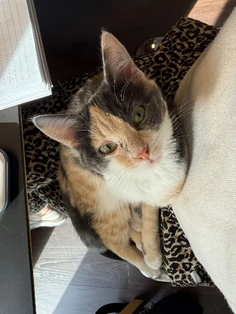 chatte lost   69290 Saint-Genis-les-Ollières Purple