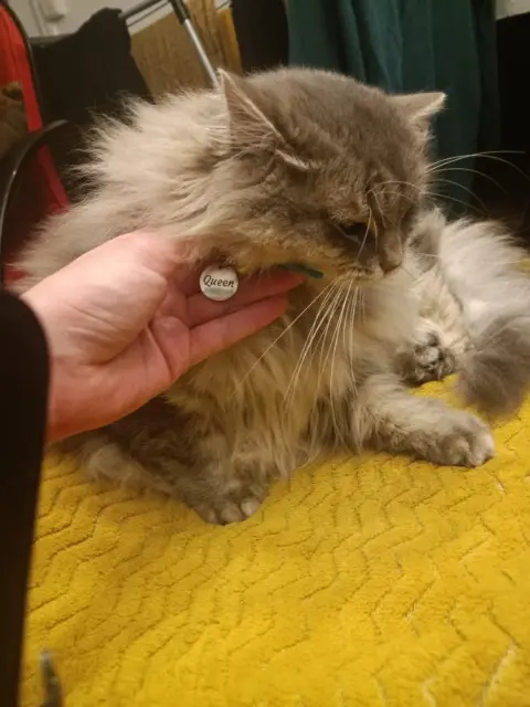 chatte lost   69140 Rillieux-la-Pape Queen