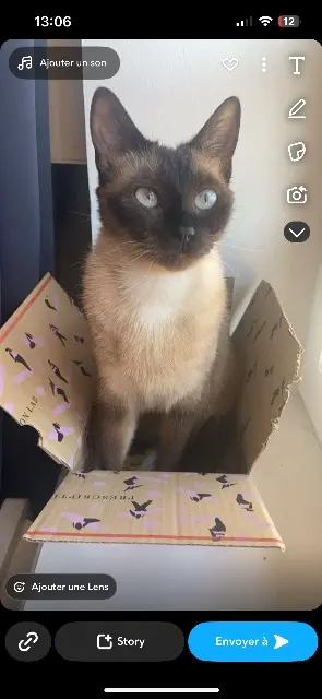 chatte lost   69130 Écully Rhéa