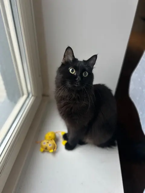 chatte lost   69150 Décines-Charpieu Rina