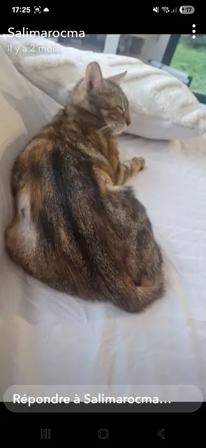 chatte lost   69150 Décines-Charpieu Rouquette