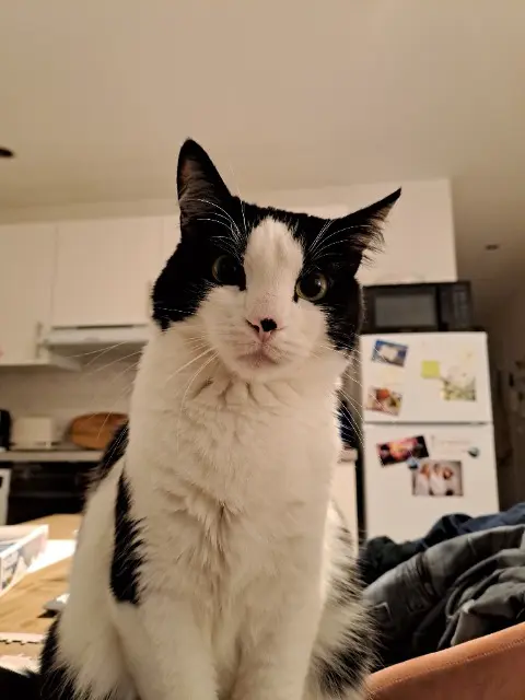 chatte lost   69260 Charbonnières-les-Bains Rubis