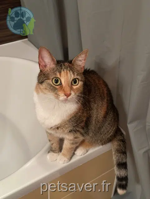 chatte lost   69300 Caluire-et-Cuire Sally