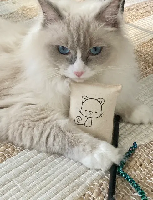 chatte lost   69150 Décines-Charpieu Saphir