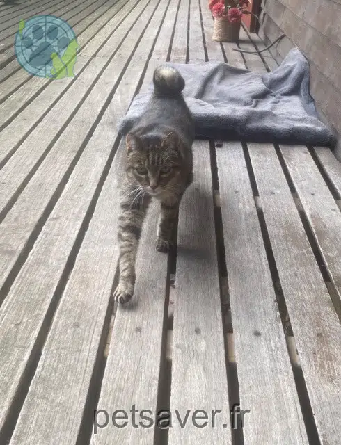 chatte lost   69450 Saint-Cyr-au-Mont-d'Or Saya