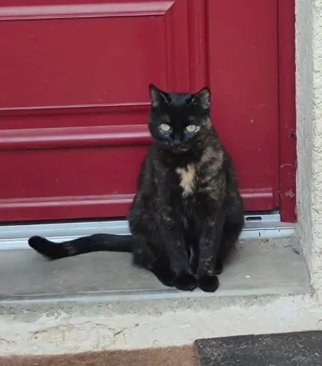 chatte lost   69340 Francheville Simone