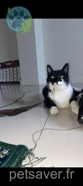 chatte lost   69320 Feyzin Souna