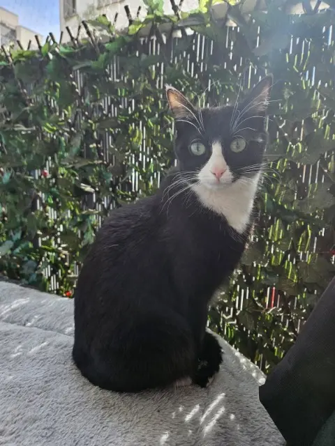 chatte lost   69200 Vénissieux Stark