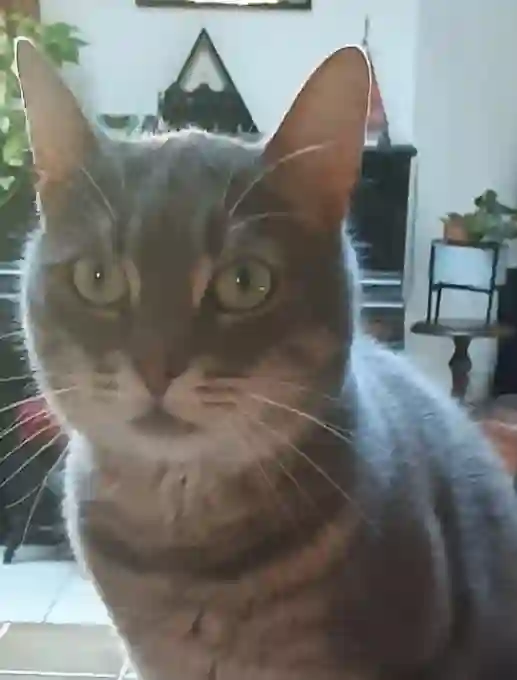 Chatte Perdue 69M Métropole de Lyon - Sushi Chatte Perdue 69M Métropole de Lyon - Sushi