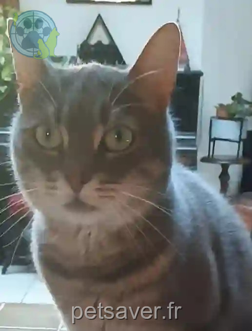 Chatte Perdue 69M Métropole de Lyon - Sushi Chatte Perdue 69M Métropole de Lyon - Sushi