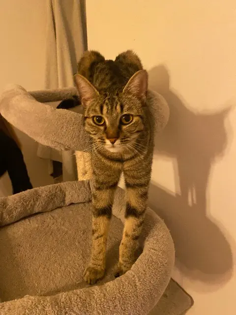 chatte lost   69160 Tassin-la-Demi-Lune Swaïli