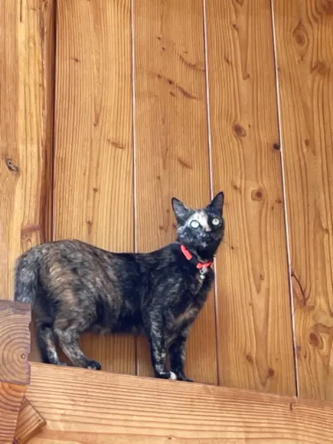 chatte lost   69200 Vénissieux Sweety