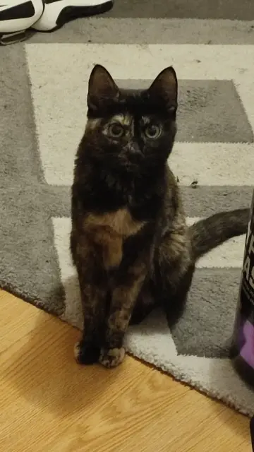 chatte lost   69120 Vaulx-en-Velin Tina