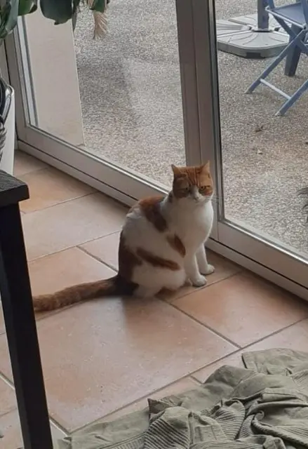 chatte lost   69330 Meyzieu Titi