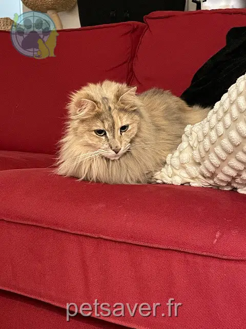 chatte lost   69500 Bron Trinie