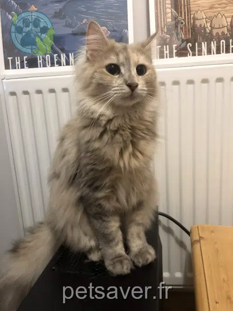 chatte lost   69500 Bron Trinie