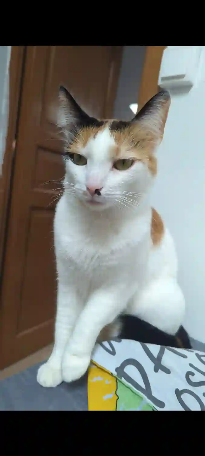 Chatte Perdue 69M Métropole de Lyon - Tsuki Chatte Perdue 69M Métropole de Lyon - Tsuki