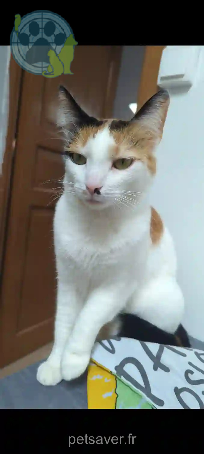 Chatte Perdue 69M Métropole de Lyon - Tsuki Chatte Perdue 69M Métropole de Lyon - Tsuki