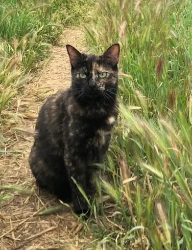 chatte lost   69500 Bron Tsuki