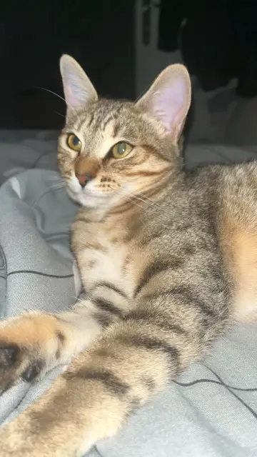 chatte lost   69520 Grigny-sur-Rhône Tyra dit pupuce