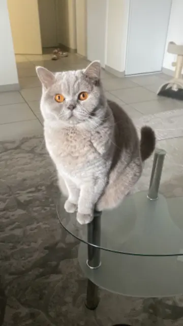 chatte lost   69200 Vénissieux Ulia