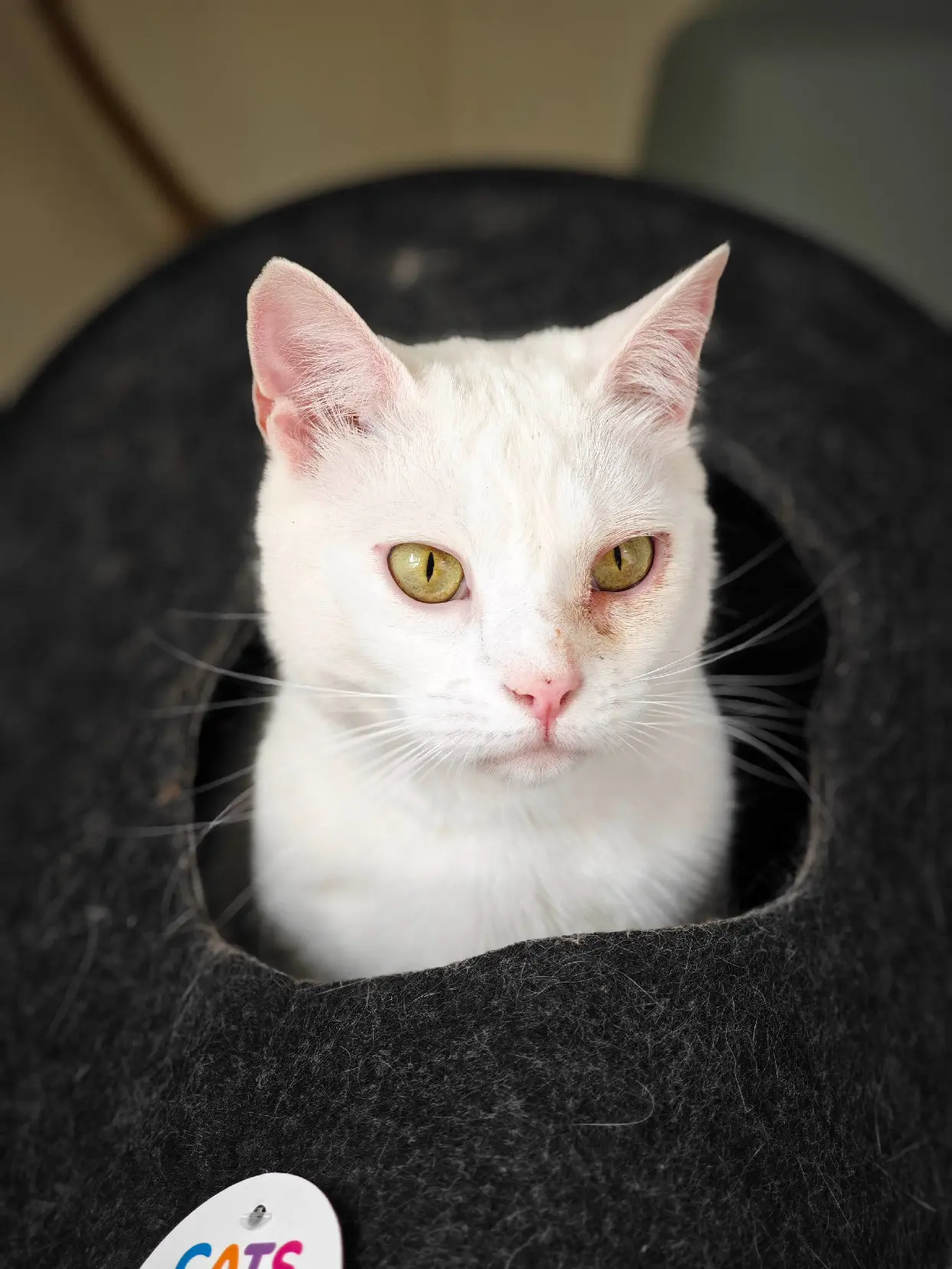 Chatte Perdue 69M Métropole de Lyon Villeurbanne Chatte Perdue 69M Métropole de Lyon Villeurbanne