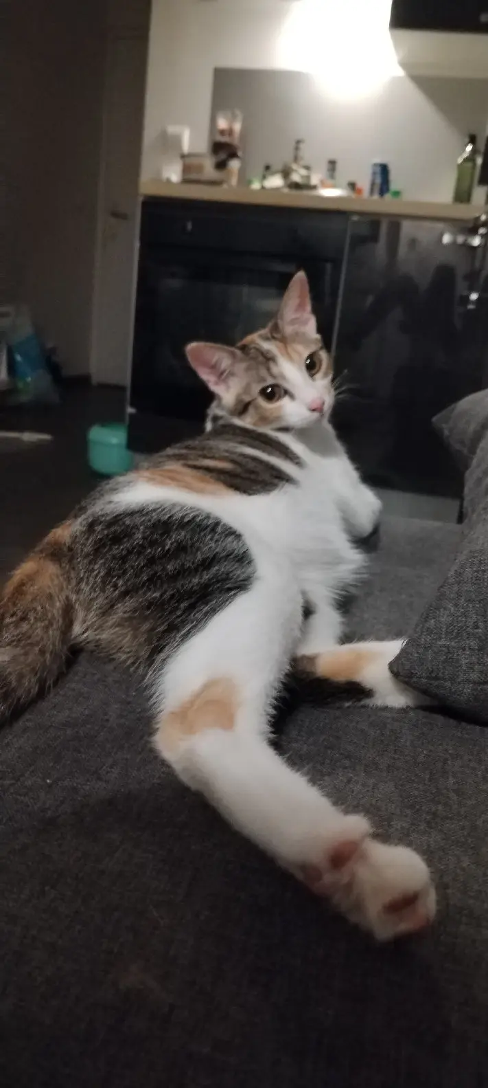 Chatte Perdue 69M Métropole de Lyon Villeurbanne Chatte Perdue 69M Métropole de Lyon Villeurbanne