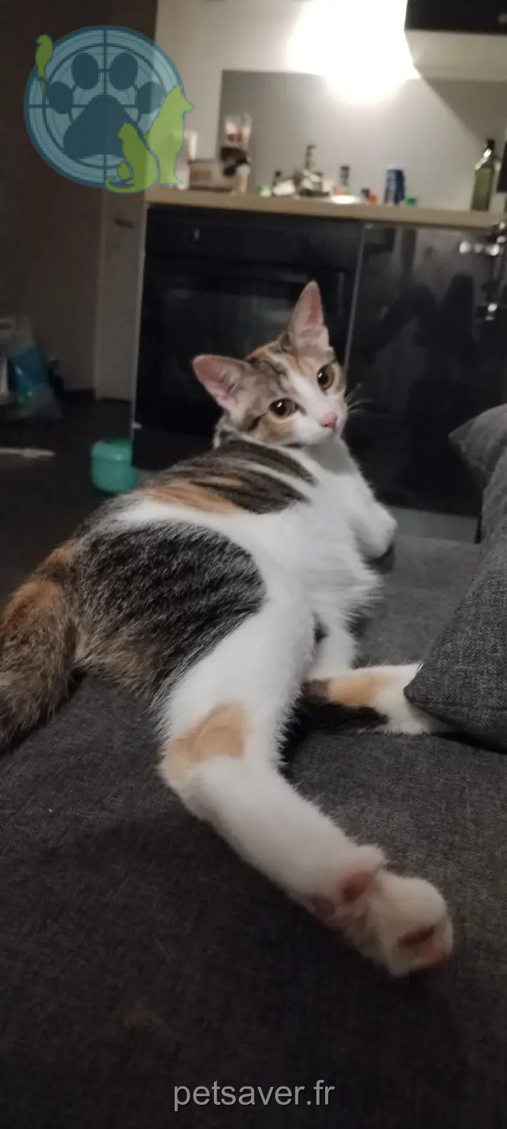 Chatte Perdue 69M Métropole de Lyon Villeurbanne Chatte Perdue 69M Métropole de Lyon Villeurbanne
