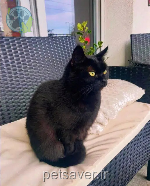 chatte lost   69100 Villeurbanne Abaya