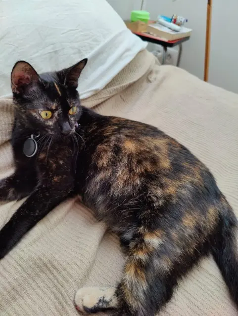 chatte lost   69100 Villeurbanne Fidji