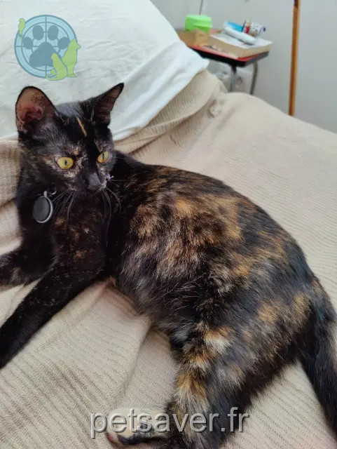 gata perdida 69100 Villeurbanne Fidji gata lost 69100 Villeurbanne Fidji