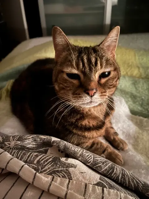 chatte lost   69100 Villeurbanne Macha